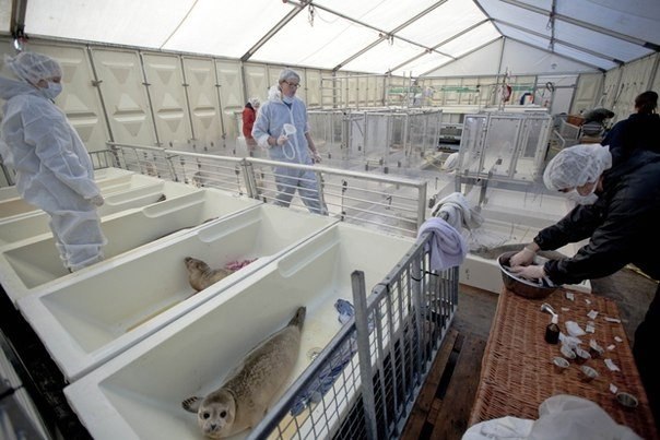 Детский дом для тюленей-сирот в Голландии<br>Обрушившиеся в этом году на голландское побережье штормы стали причиной появления большого числа осиротевших тюленей, которых стихия разлучила с матерями и выбросила на берег. Некоторые из них настолько маленьк - 5