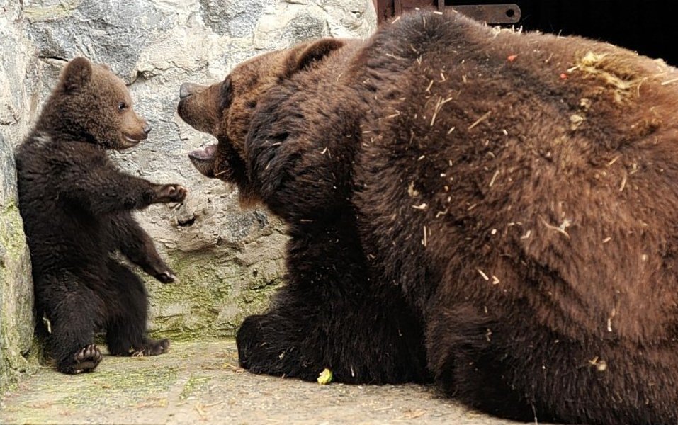 Милая фотоистория о том, как медведица воспитывает медвежонка