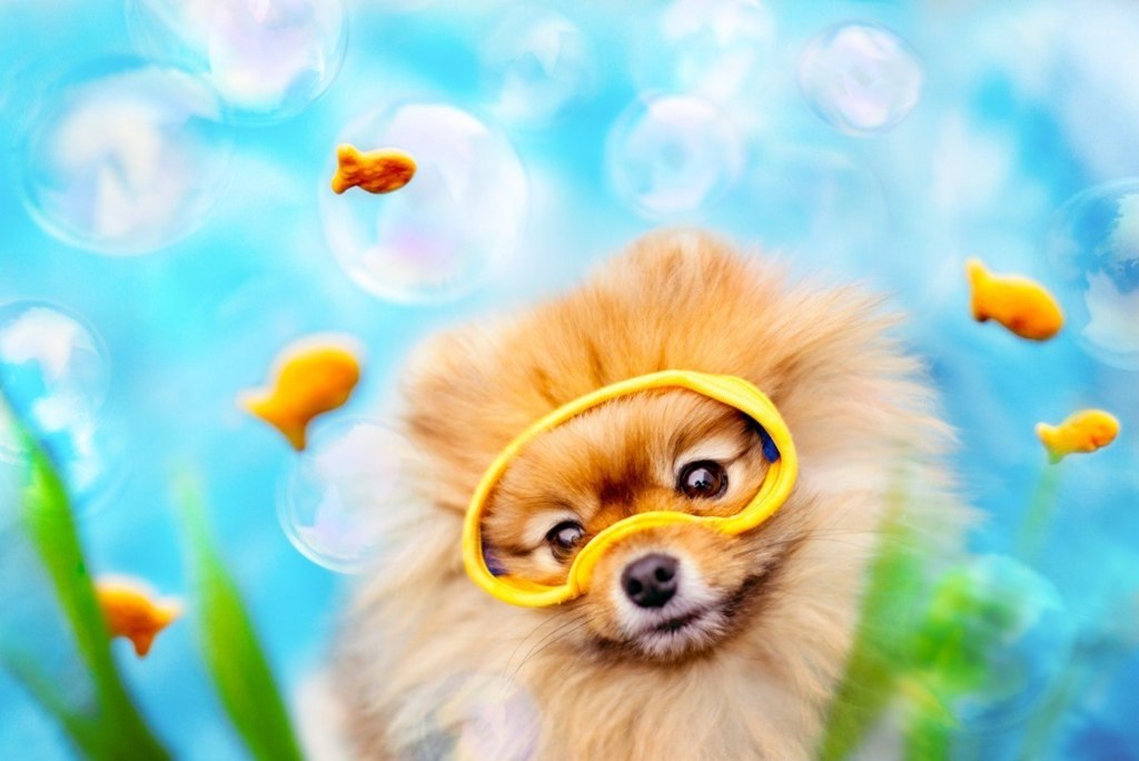 Позитивная собачка Флинт - 5