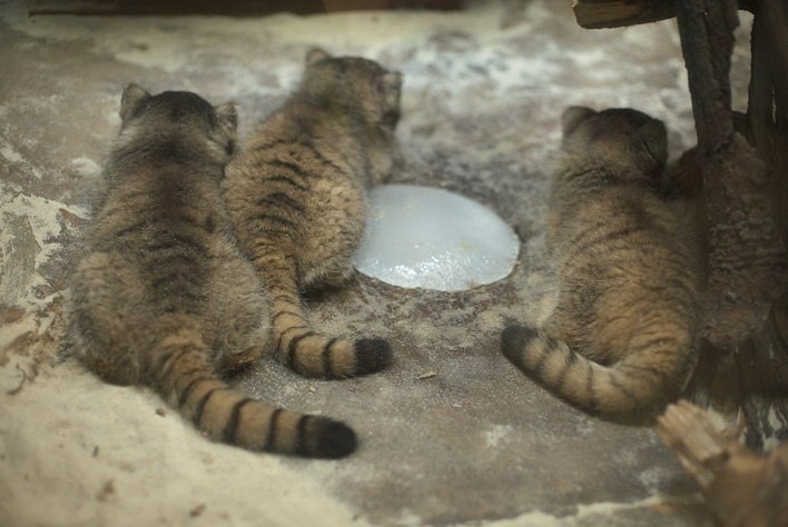 Детеныши манула - 6