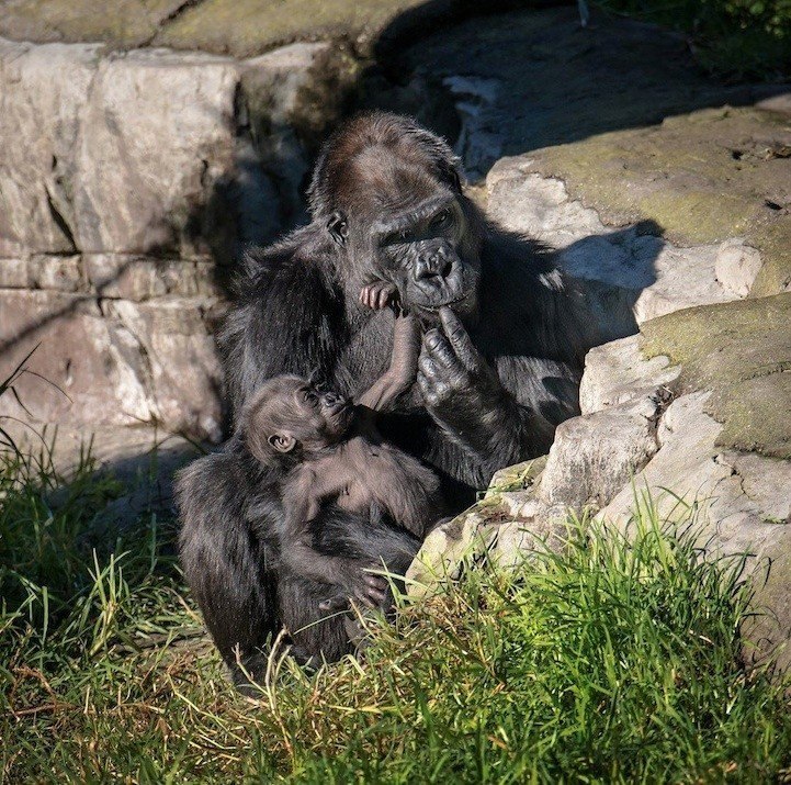 Согревающие душу фотографии бабушки-гориллы и ее маленького внука - 5