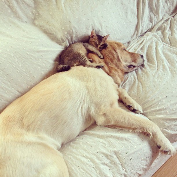 Котенок Васаби и его большой друг - 5