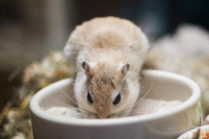 Один день из жизни домашнего тушканчика