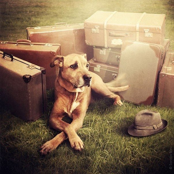 Чтобы помочь бездомным собакам найти дома, венгерский фотограф Саролта Бан, известная своими сюрреалистическими работами, создала серию "Помоги собаке картинками" - 8