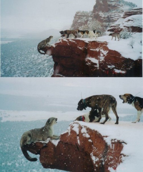 Загнанный в угол