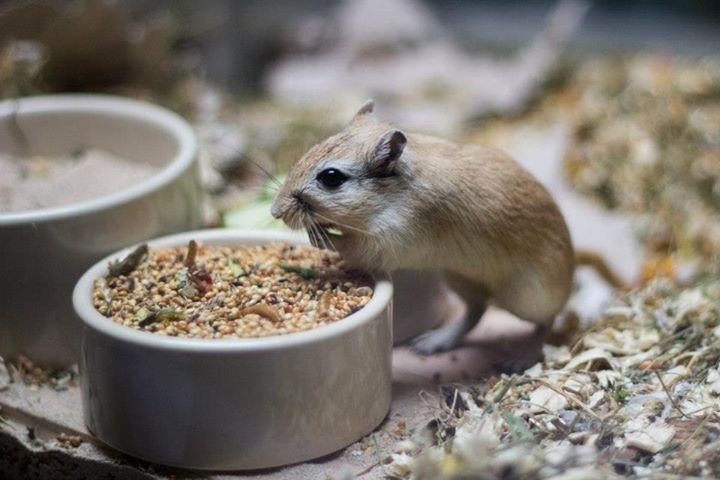 Один день из жизни домашнего тушканчика - 5