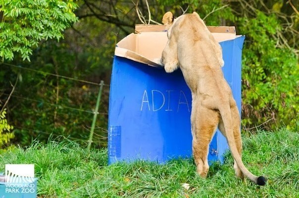 Большие котики тоже любят коробки - 9