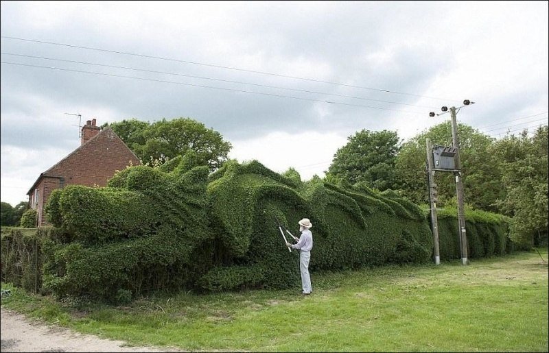 Живая изгородь в форме дракона. Садовник Джон Букер из Норфолка потратил ДЕСЯТЬ ЛЕТ на то чтобы превратить живую изгородь в скульптуру дракона. Длина получившегося чудовища составляет 30 метров