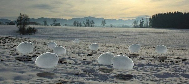 Забавные арктические кролики