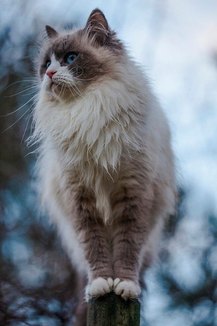 Серьезный кот