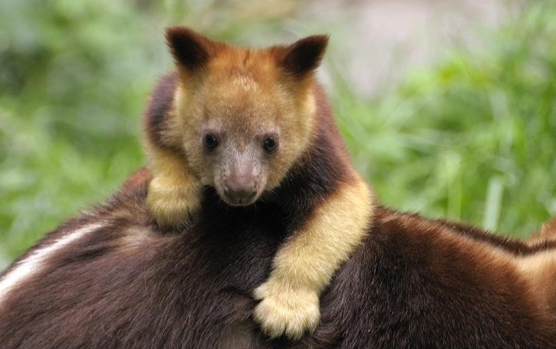 Очаровательный маленький древесный кенгуру