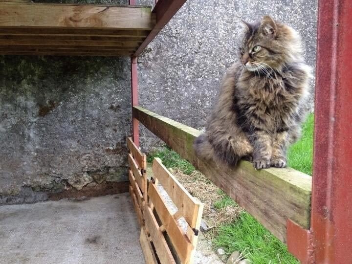 Это ферма в Ирландии, где разводят овец породы цвартблес. Содержит ферму хозяйка по имени Сюзанна. А помогает ей в этом кот по имени Бодейшес - 8