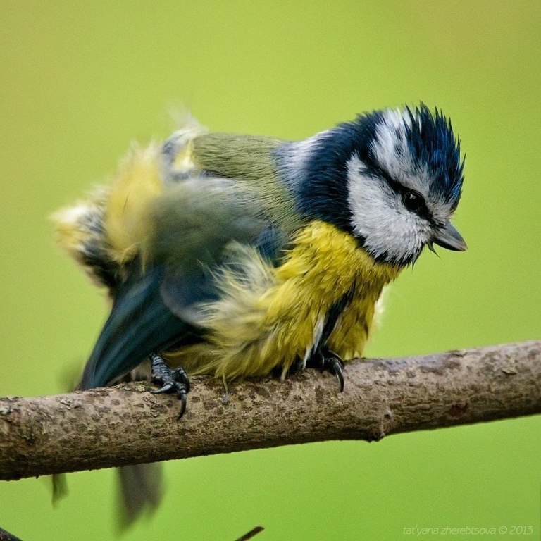 Бесстрашная любительница водных процедур - лазоревка - 5