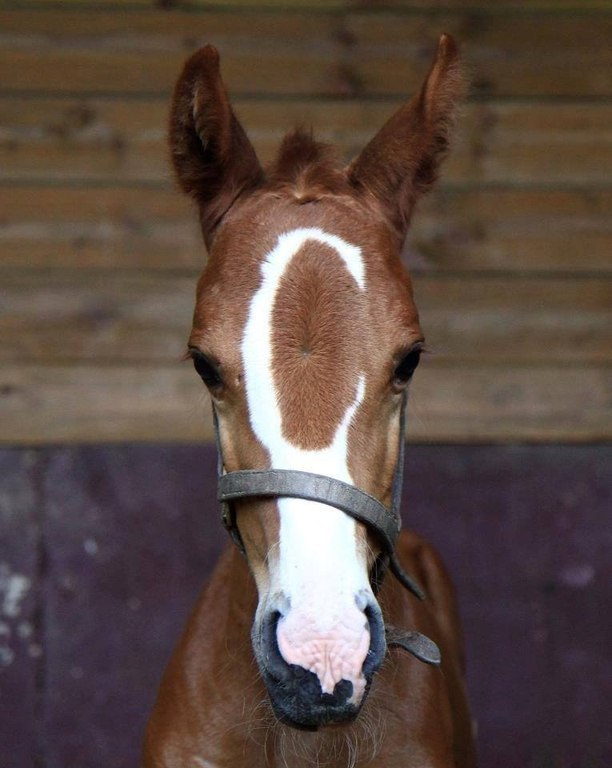 Грациозные лошади - 6