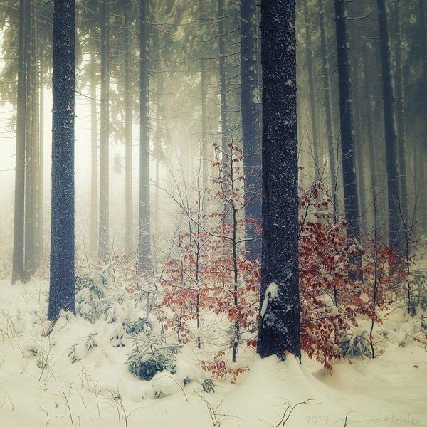 Фогтландский зимний лес, Германия - 5