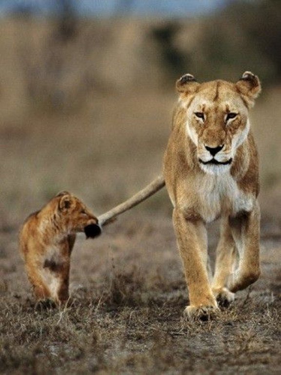 Такие львы - 5