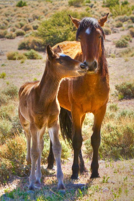 Захватывающие фотографии диких лошадей - 7