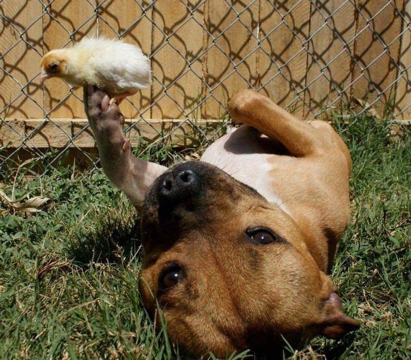 Трехлетний питбуль Boom очень любит кроликов и цыплят - 6
