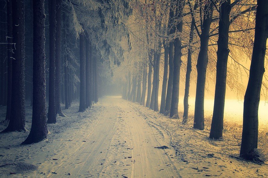 Фогтландский зимний лес, Германия