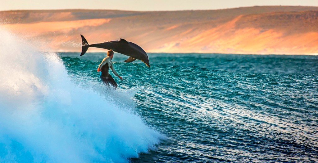 Дельфины - серферы