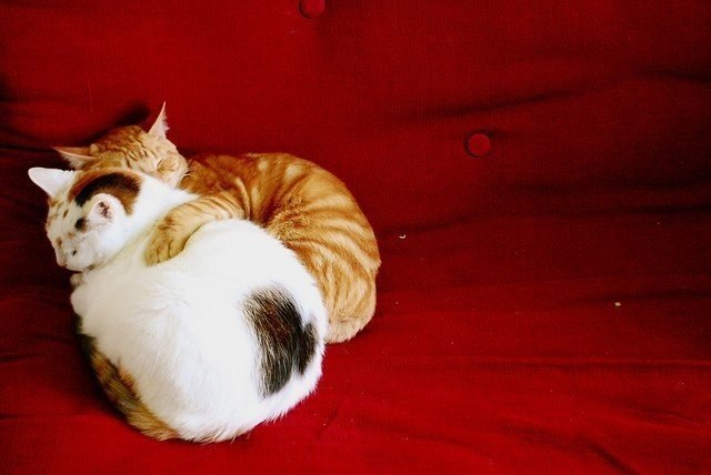 Нежность котов