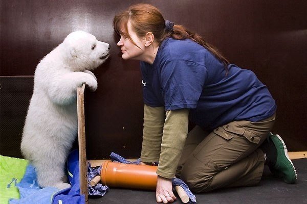 Нюрнбергский зоопарк опубликовал новые фотографии маленькой белой медведицы по имени Флок (Flocke) или по-русски — Снежинки - 9