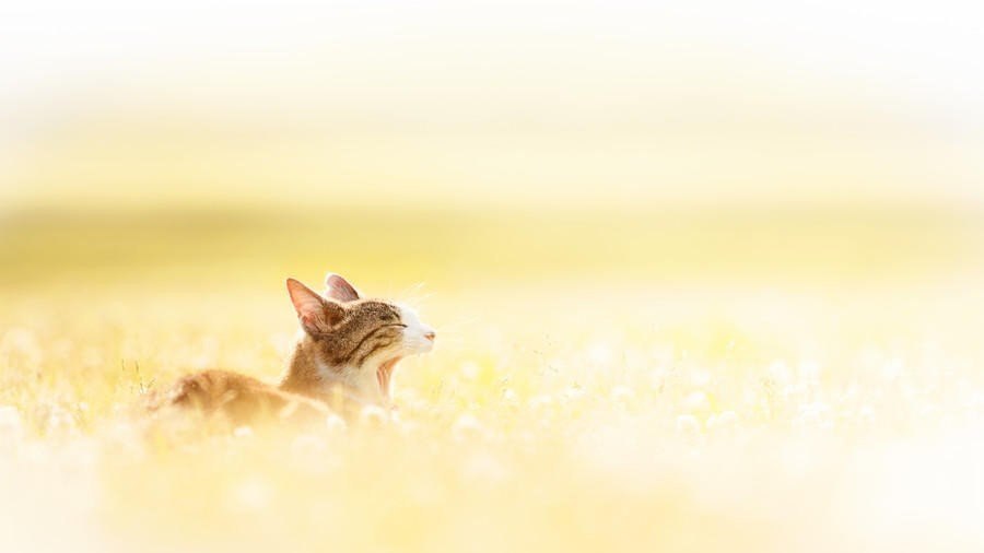 Летние котики - 6