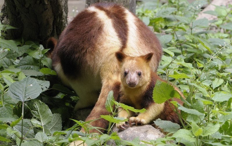 Очаровательный маленький древесный кенгуру - 5