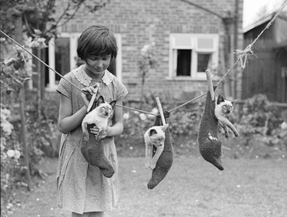 Ретро-фотографии кошек со времен, когда они ещё не были звездами интернета