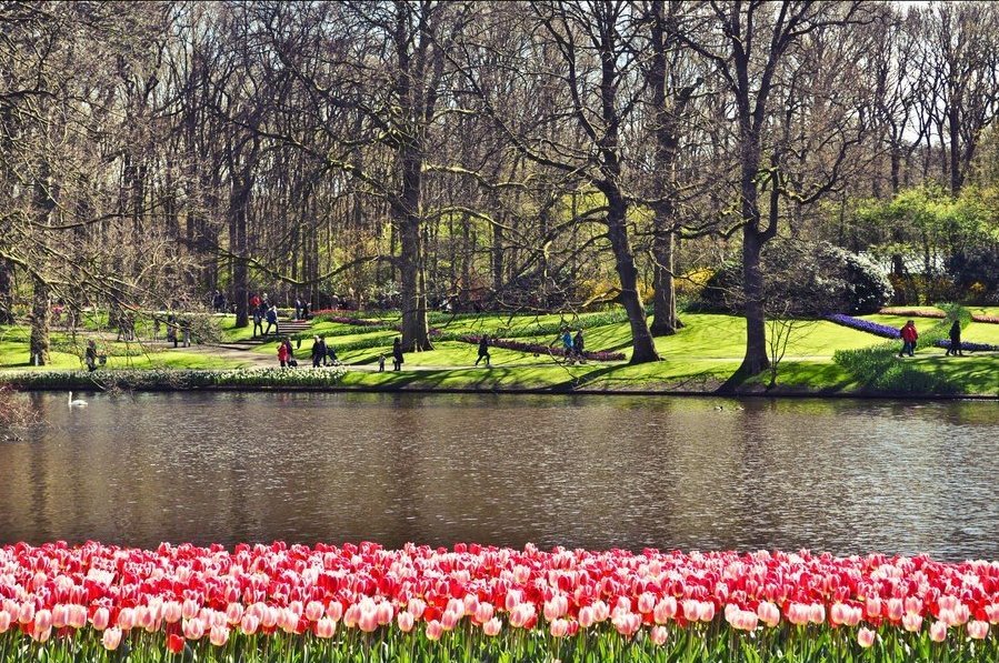 Парк цветов Кёкенхоф, Нидерланды - 5