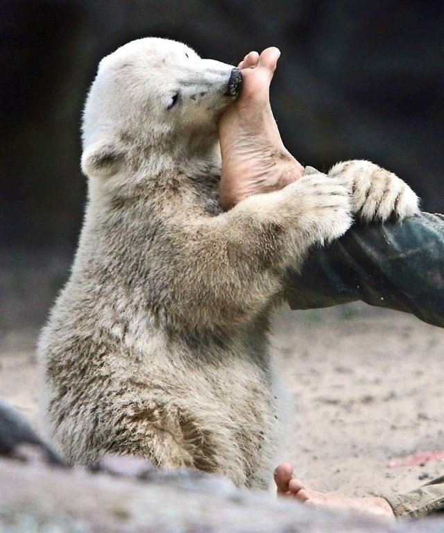 Медвежонок Кнут и его друг - 5