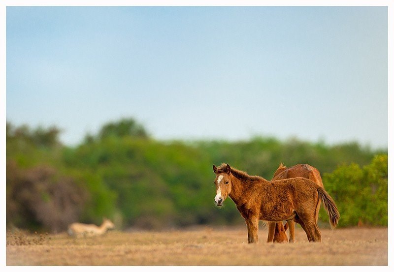 Захватывающие фотографии диких лошадей - 8