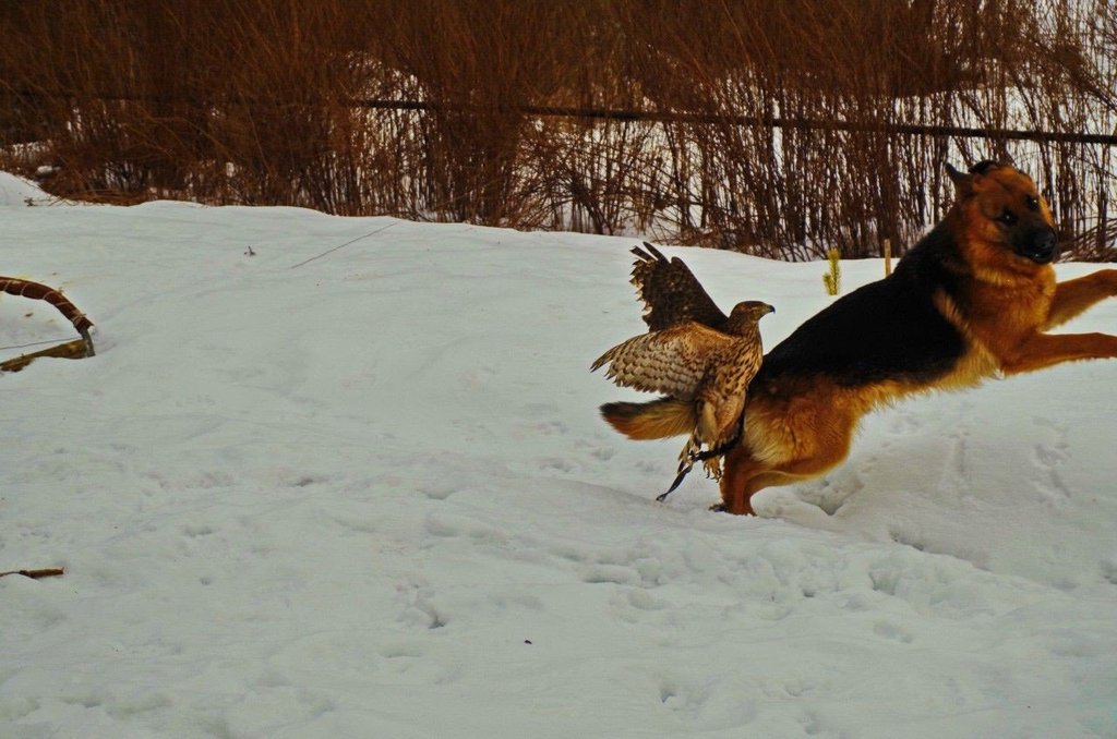 Необычная дружба ястреба и овчарки - 6