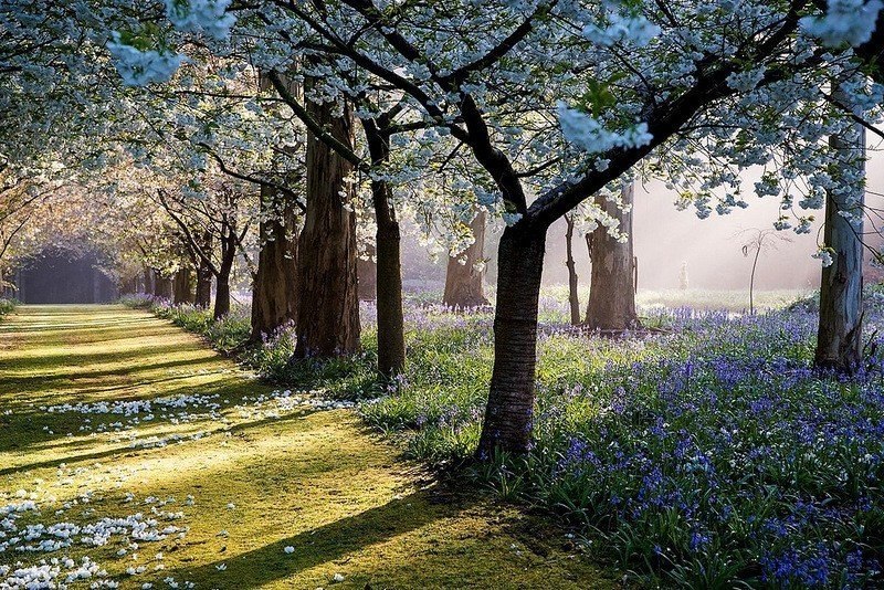 Восхитительный сад Maple Glen в Новой Зеландии