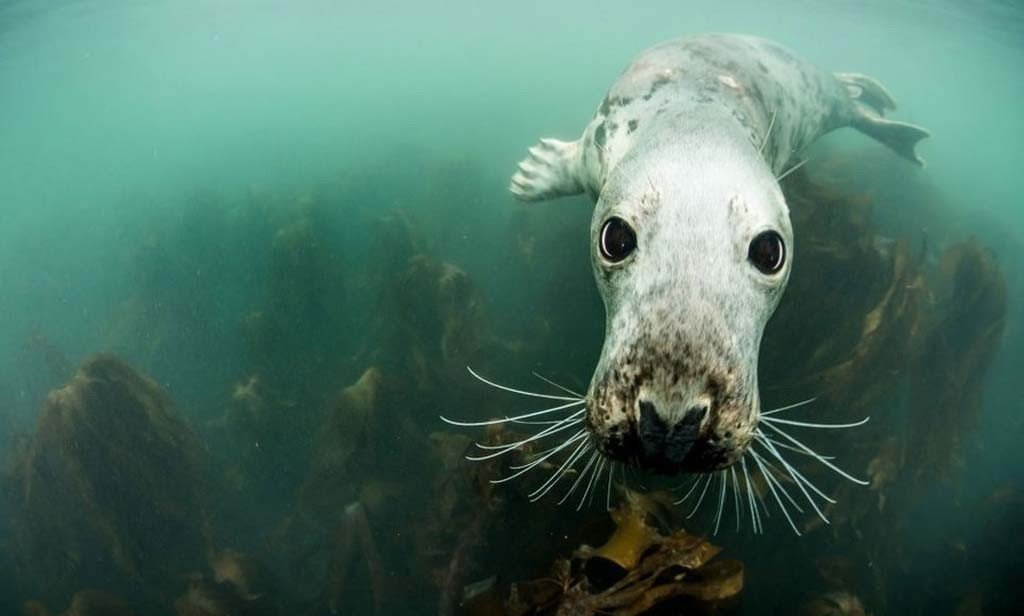 Забавная фотосессия тюленей
