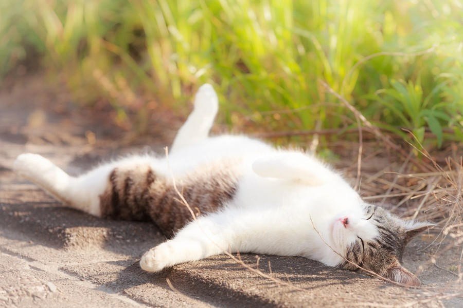 Летние котики - 7