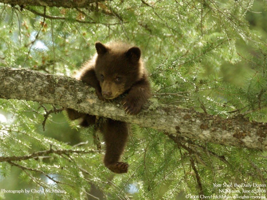 Медвежонок в национальном парке Йеллоустон, США