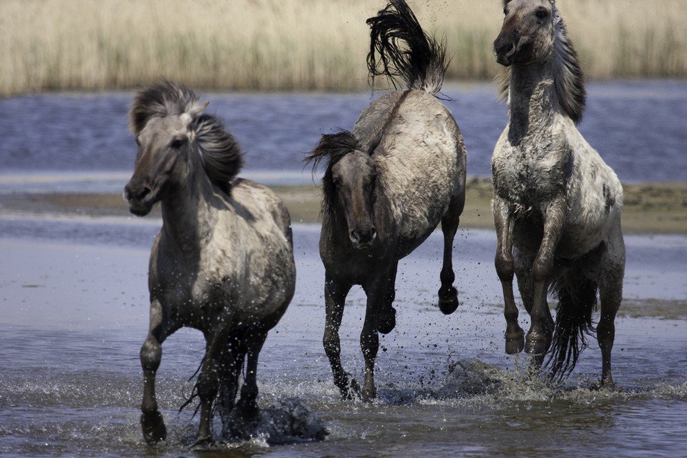 Захватывающие фотографии диких лошадей - 3
