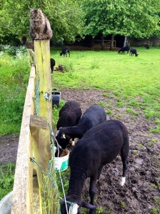 Это ферма в Ирландии, где разводят овец породы цвартблес. Содержит ферму хозяйка по имени Сюзанна. А помогает ей в этом кот по имени Бодейшес - 7