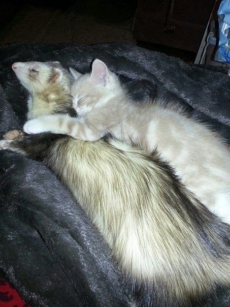 Дружба котенка и хорьков - 7