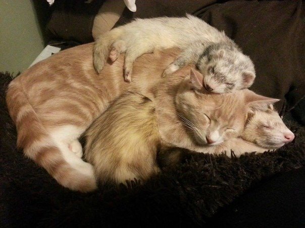 Дружба котенка и хорьков - 5