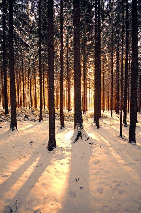 Фогтландский зимний лес, Германия - 6