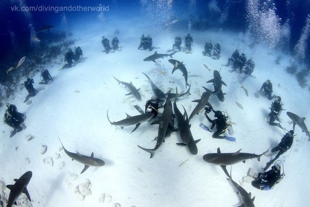 Хочешь узнать больше о подводном мире?<br>Уверен, что знаешь, кто из его обитателей опасен, а кто совсем ручной!? <br>Знаешь, что если перевернуть акулу она впадает в транс ?<br>ПОДПИШИСЬ И ТЫ ОТКРОЕШЬ ДЛЯ СЕБЯ МНОГО УДИВИТЕЛЬНОГО!. Дайвинг и другой мир -