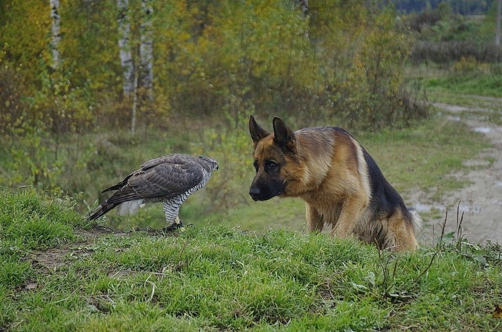 Необычная дружба ястреба и овчарки