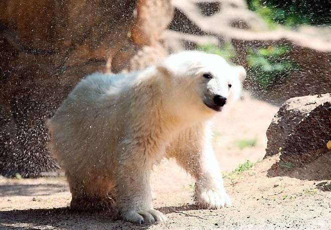 Медвежонок Кнут и его друг - 6