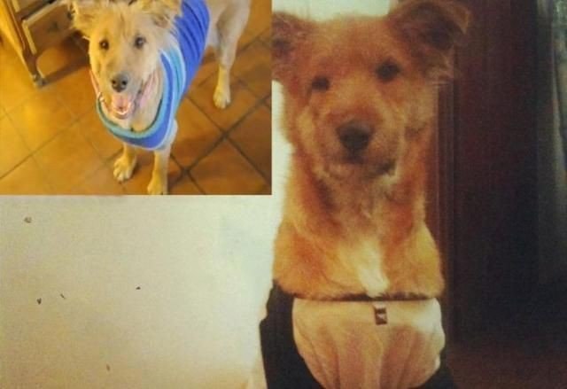 Девушка не смогла пройти мимо несчастного животного, тем самым подарив ему жизнь - 6