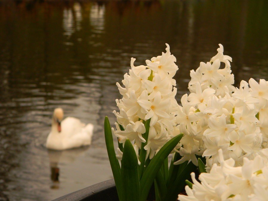 Парк цветов Кёкенхоф, Нидерланды