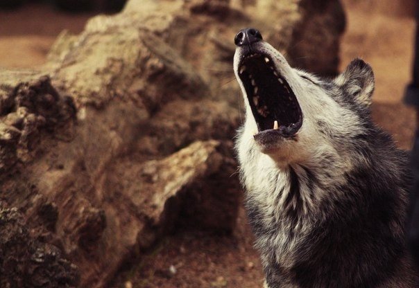 Шикарные волки