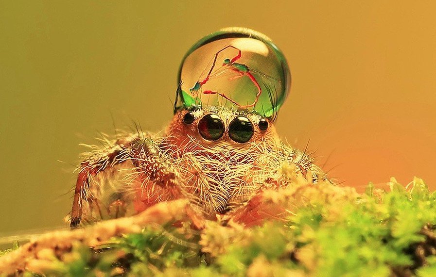 Умилительные пауки в шапочках из воды - 1