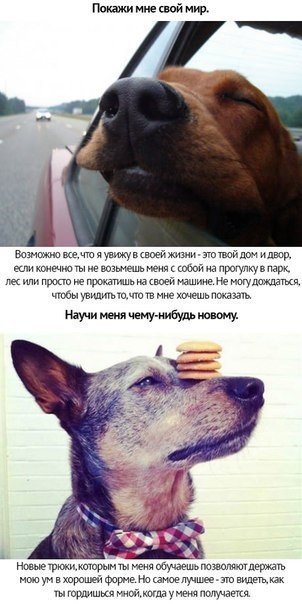 Любите своих животных - 7